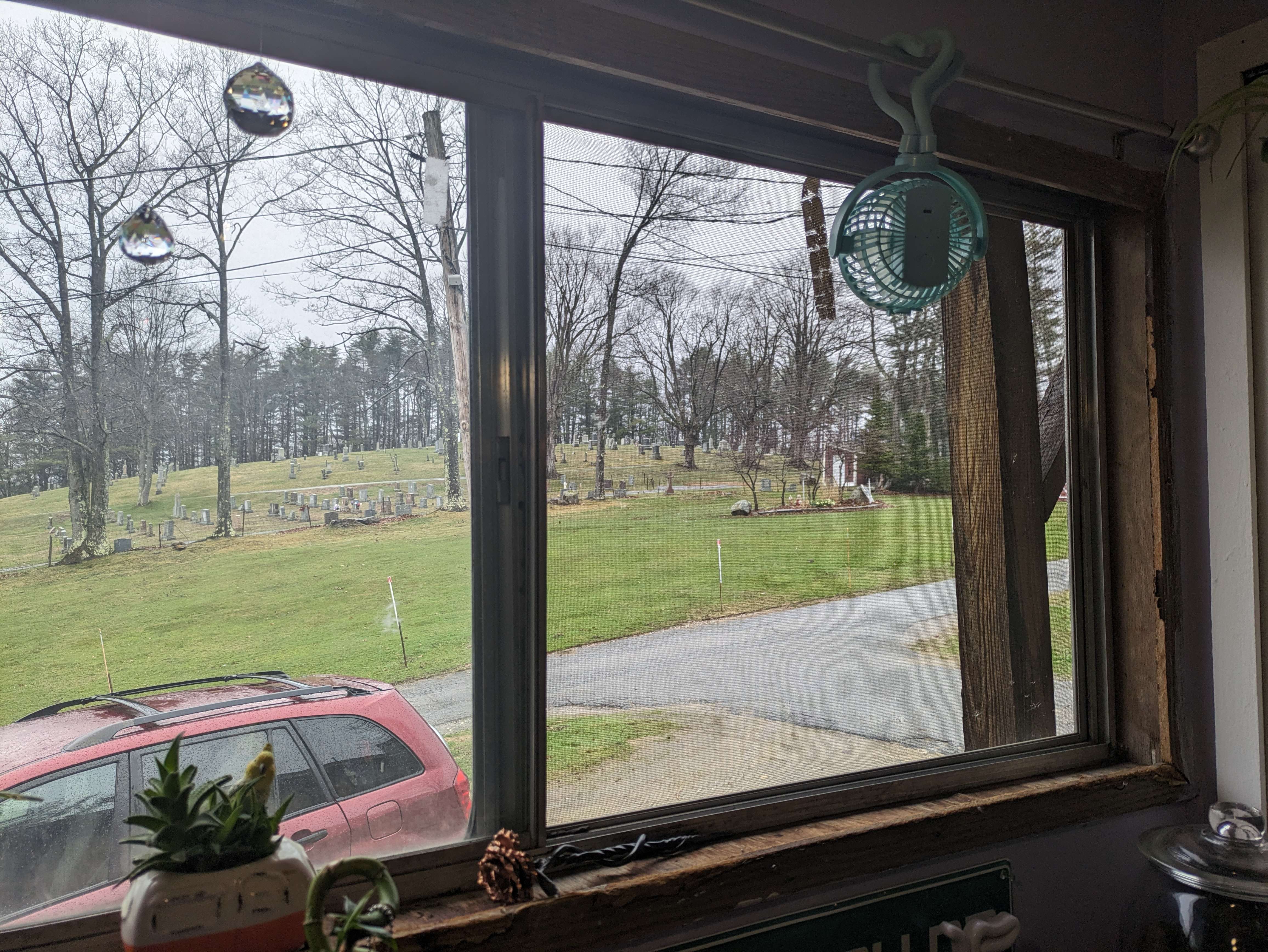 Window before a botanical interior intervention